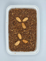 Sellou (Sfouf) 250g